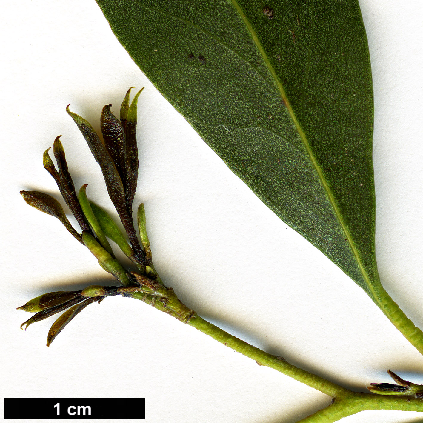 High resolution image: Family: Myrtaceae - Genus: Eucalyptus - Taxon: amygdalina × E.pauciflora